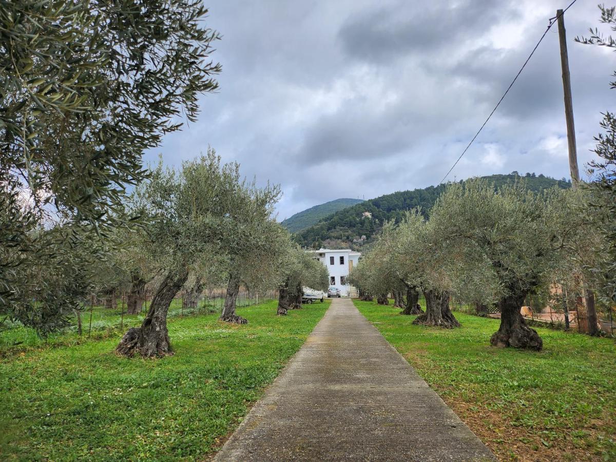 Skopelos Evergreen Apartments Stafylos Extérieur photo